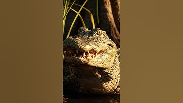 Python vs Crocodile – Heroic Male Crocodile Defeats Snake to Save His Cub