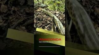 Giant Anaconda vs Crocodile: Epic Battle in the Amazon