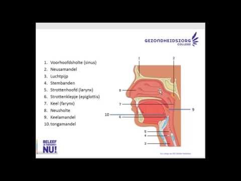 Video: Neusholte - Structuur, Functie