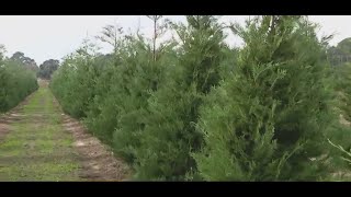 Rising costs for real Christmas trees: Tips for selecting and maintaining your holiday tree
