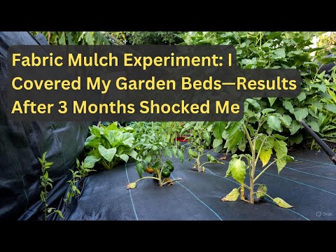 I Covered My Dead Soil With Fabric Mulch The Transformation Will Blow Your Mind 