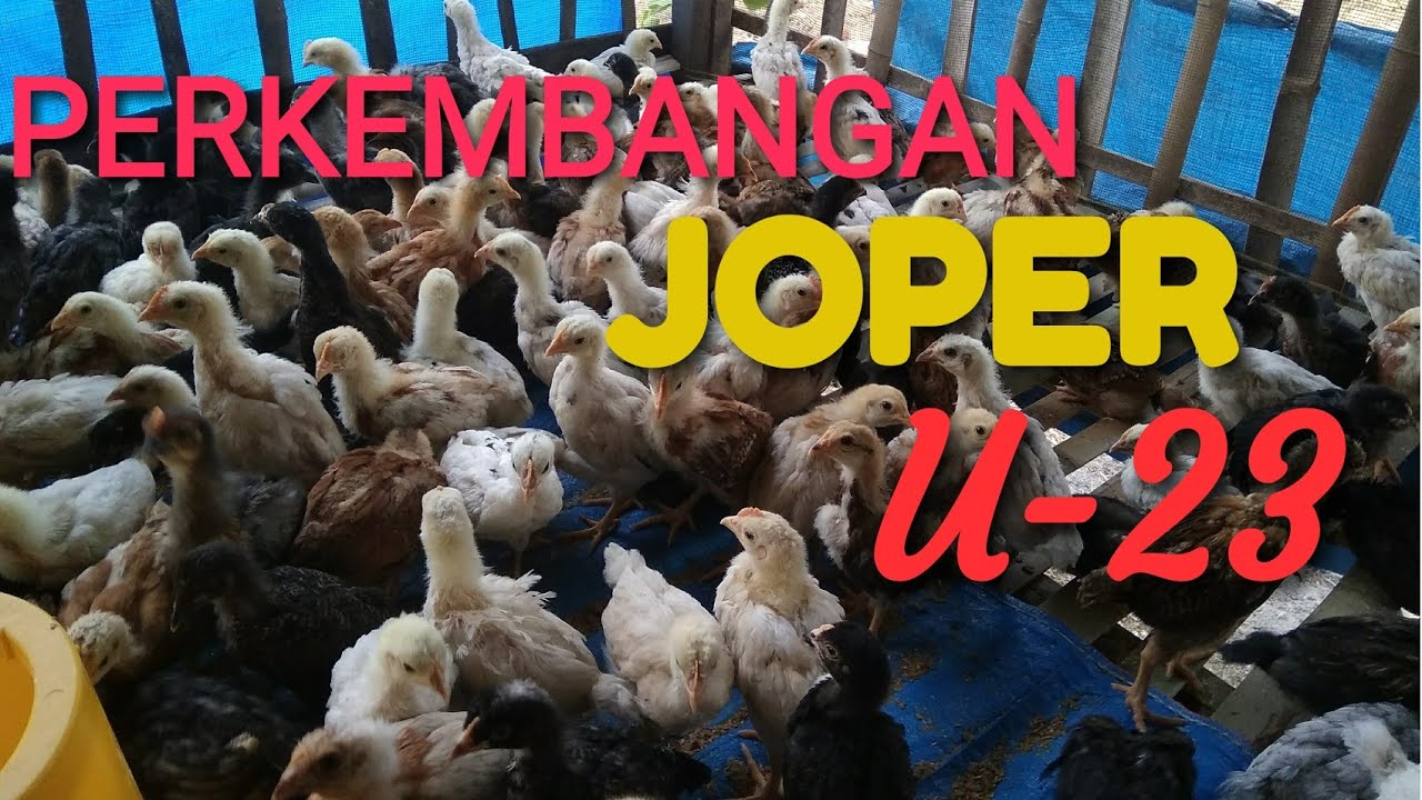 #12 Ternak ayam joper : update perkembangan ayam usia 23 hari 