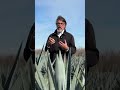 California Grower Stuart Woolfe on promising Agave Crop