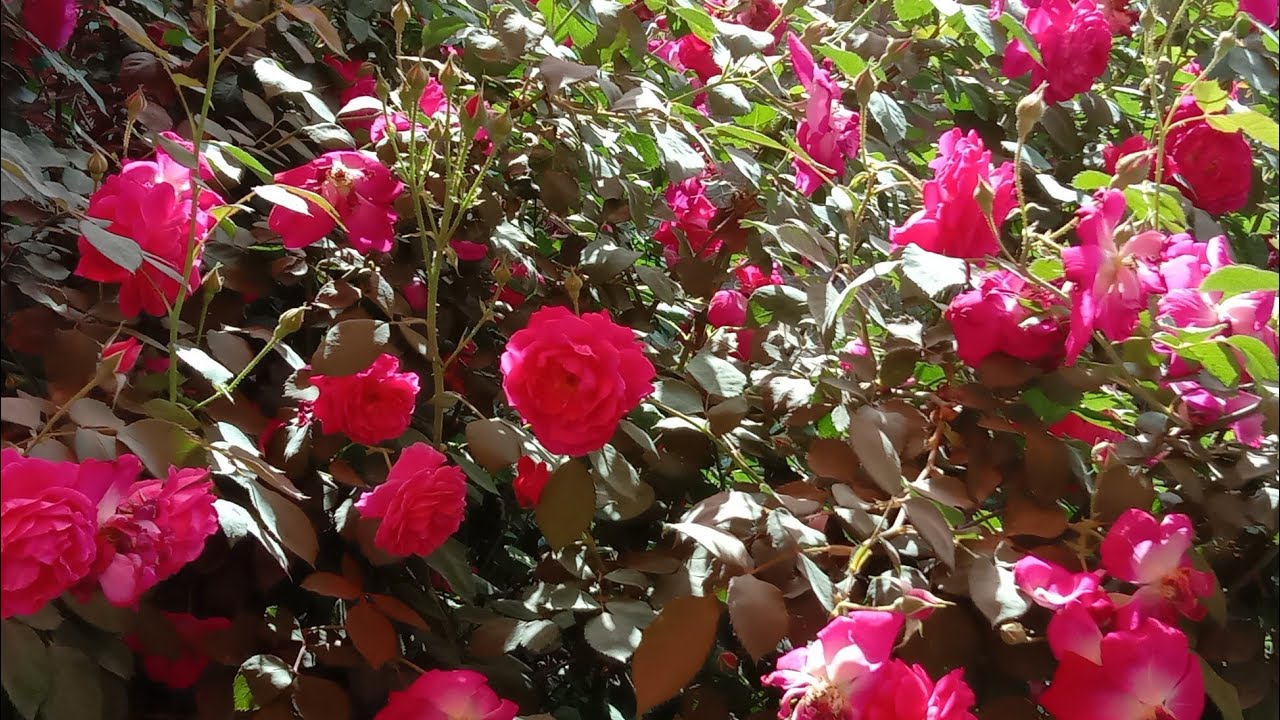 826.Flowering on my Rose Plant . Result of Rose Plants Cutting and 