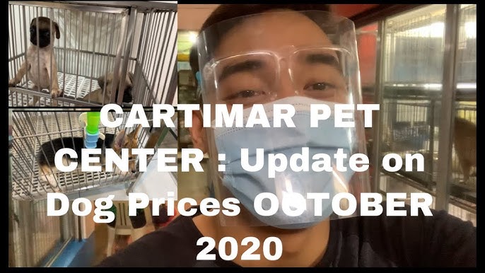Dog Price List Philippines Cartimar Pet Shops Youtube Dog Price List Philippines Cartimar Pet Shops Youtube