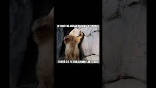 Мем #video #memes #мемы #ржач #ржач #прикол #meme #смех #ржака #смешно #смешноевидео #shorts #видео