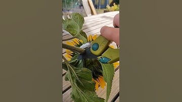 Thumbnail of Preparing my sunflower for drying project by cutting it short