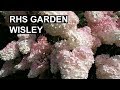 RHS Wisley August - HYDRANGEAS