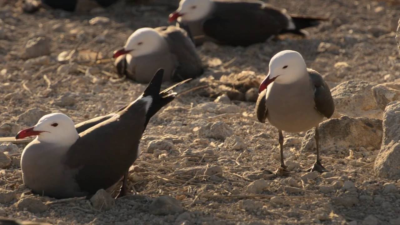 Las aves de Isla Rasa