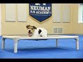 Sully (Jack Russell Terrier) Boot Camp Dog Training Video Demonstration Sully (Jack Russell Terrier) Boot Camp Dog Training Video Demonstration
