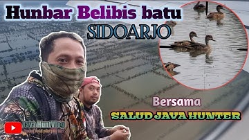 HUNTING BELIBIS SIDOARJO BARENG SALUD JAVA HUNTER