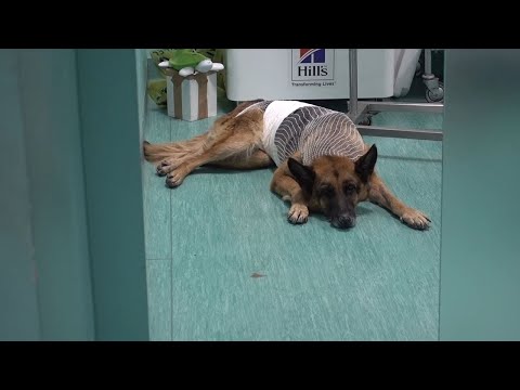 Video: Come Rimuovere Una Protuberanza Sul Collo Di Un Cane