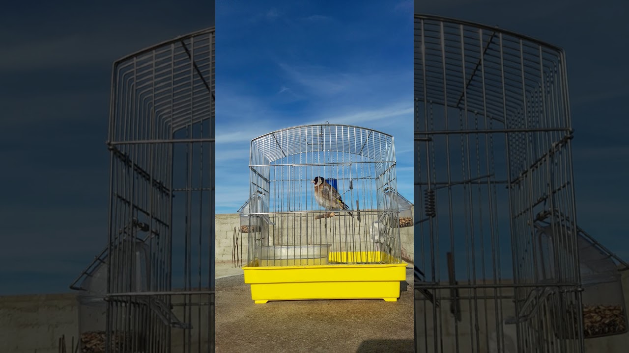 خلوي يلعب كيما تاع زمان 🎶🎶