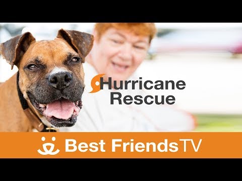 Vídeo: O furacão Harvey desalojou centenas de animais de estimação