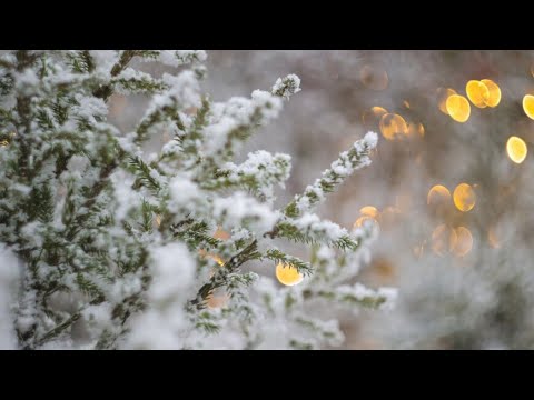 Елочные базары открылись в Беларуси: какие деревья самые востребованные?