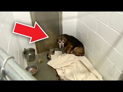 Video: Mikrochip Hilft Bei Der Familienzusammenführung Mit Einem Seit 8 Jahren Vermissten Hund