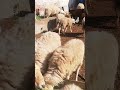 Shorts Mealtime FVAS Experimental Sheep Goat Farm Sex Both Male Female Trending 