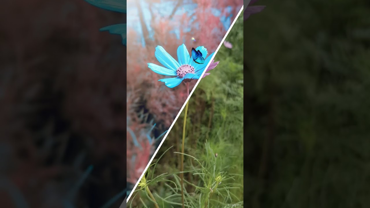 Flower Photo Editing 