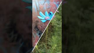 Flower Photo Editing shorts editing edit lightroom