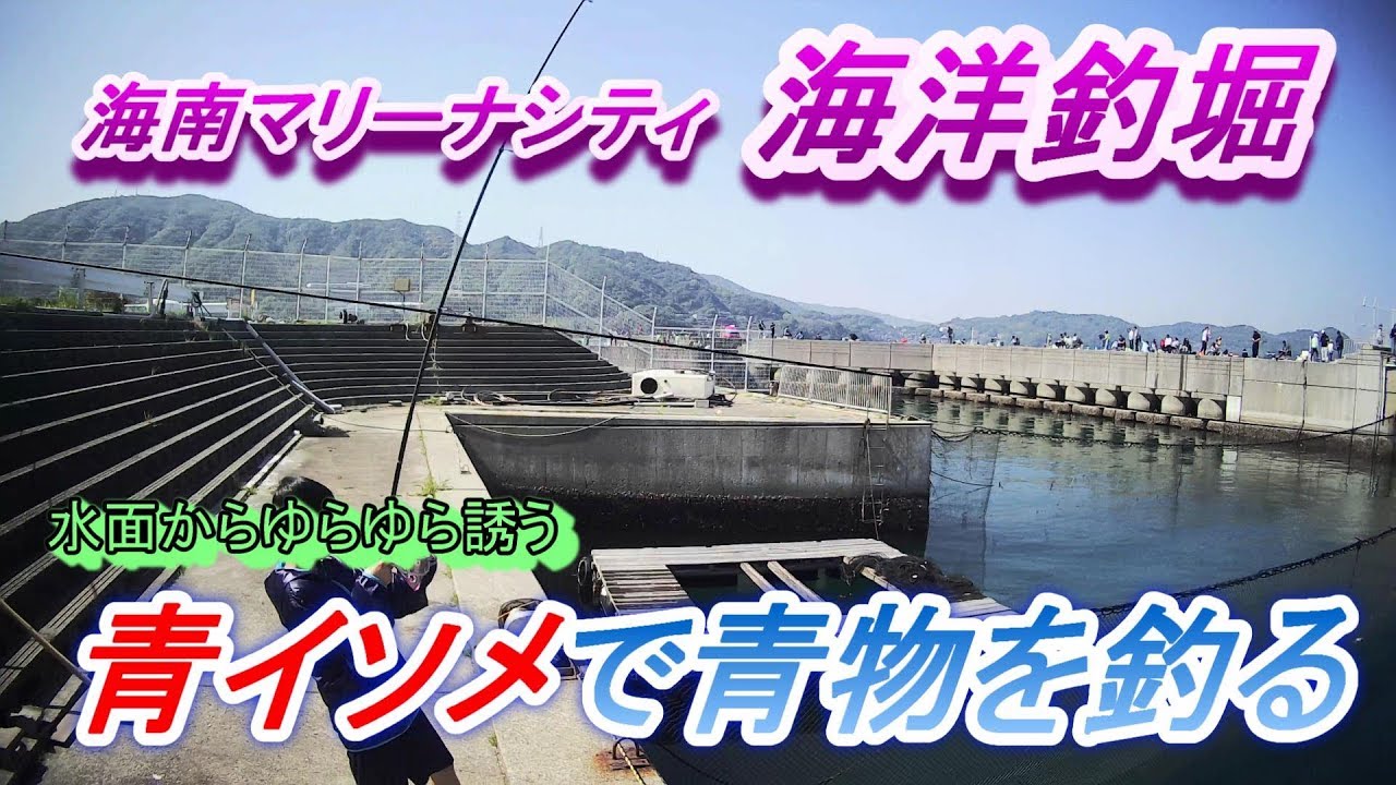 ファミリーで行く海上釣堀！　マダイ、シマアジ、青物を釣る！　スレた魚達に誘って張って、消し込むウキ！釣果アップ！　海南マリーナシティ　釣り公園横の海洋釣堀　#1