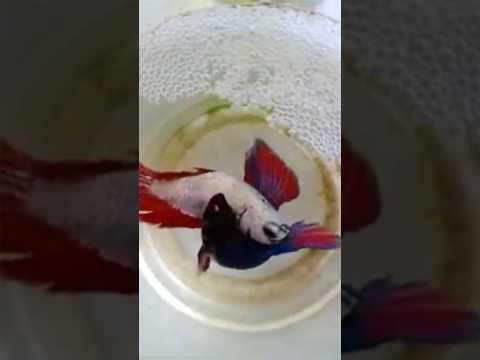 تجهيز سمكة الفايتر للتزاوج