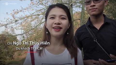 5 cây bông gòn ở Vũng Tàu thu hút du khách đến chụp hình