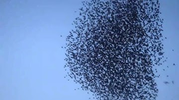 STARLING FLOCK AND ROOST WITH SPARROWHAWK ATTACK - POOLE, DORSET