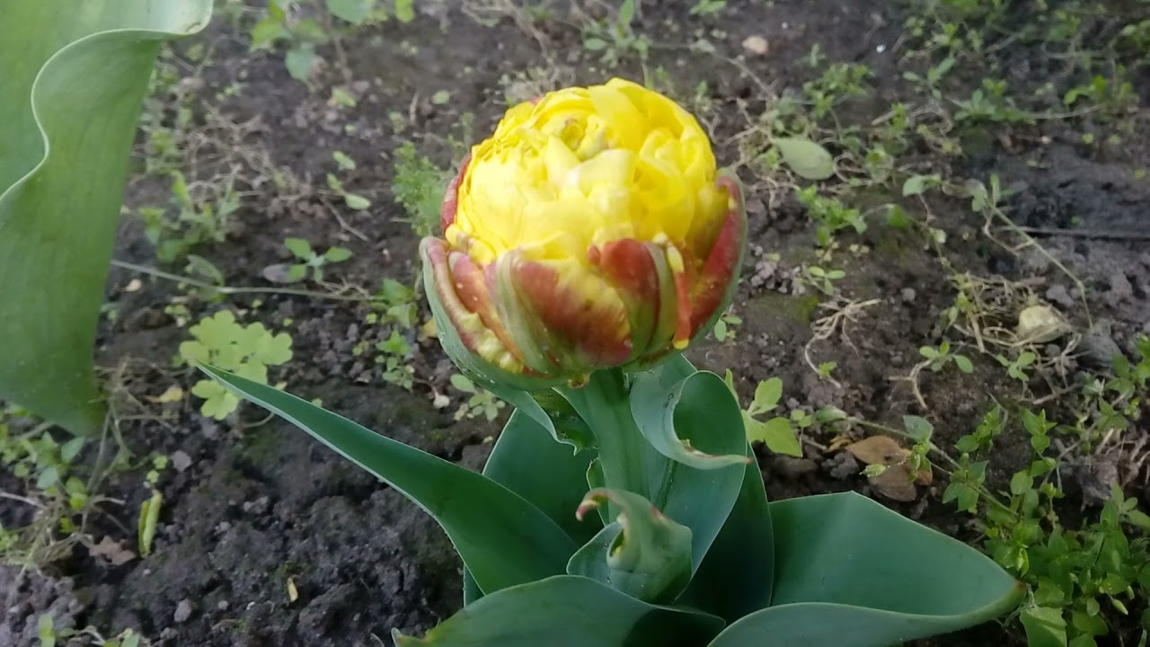 Тюльпан Ice Cream Banana (Айс Крим Банана)