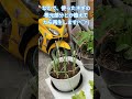 鹿対策で室内ミニ農園 #室内菜園 #無限再生#便利#お洒落 #秘密基地