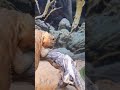 Бородатая агама кормление.#tiktok #tiktok #shortvideo #animals #ящерица #рекомендации #shorts .