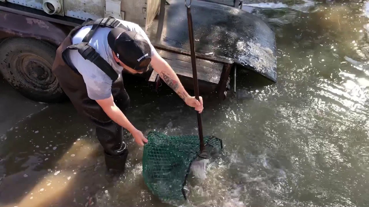 Catfish Stocking Ascarate Lake May 17, 2018 YouTube