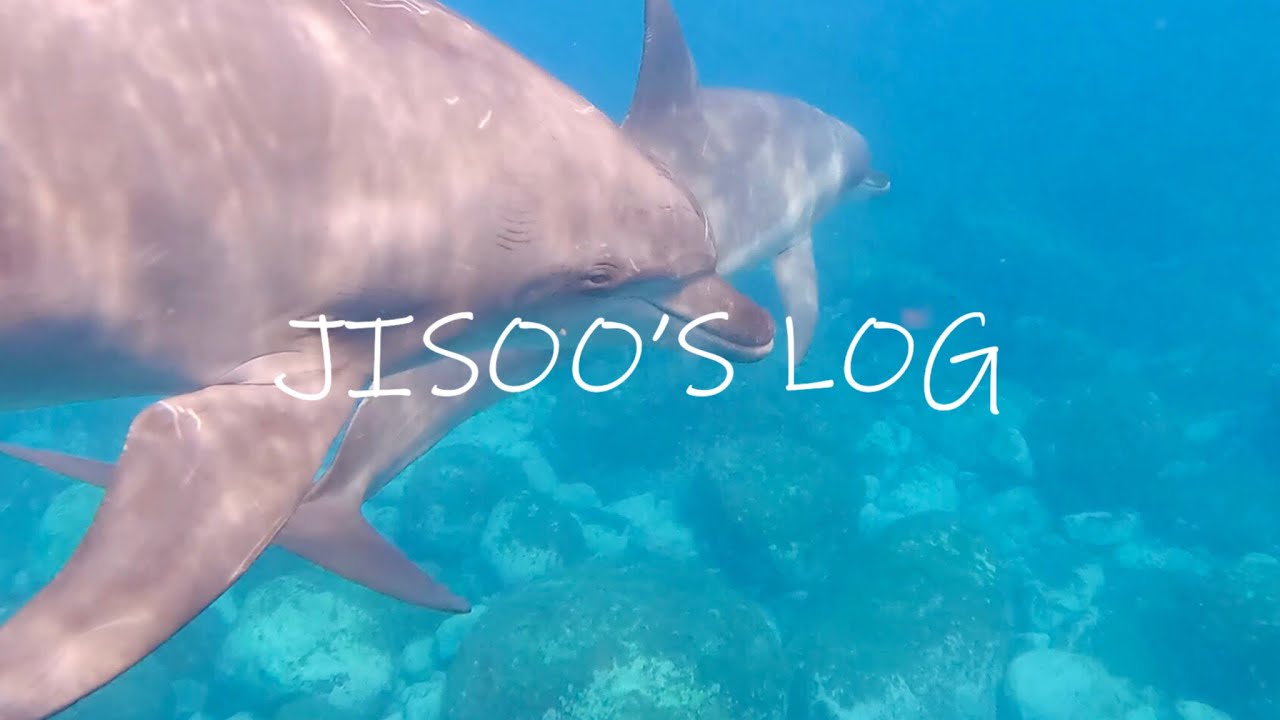 돌고래와 함께 프리다이빙🐬 | 돌고래 투어 | 비행기로 미야케지마 | 프리다이빙 투어