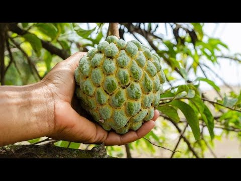 Βίντεο: Πώς να φυτρώσετε τους σπόρους της Νέας Γουινέας Impatiens: Φυτεύοντας τους σπόρους της Νέας Γουινέας Impatiens