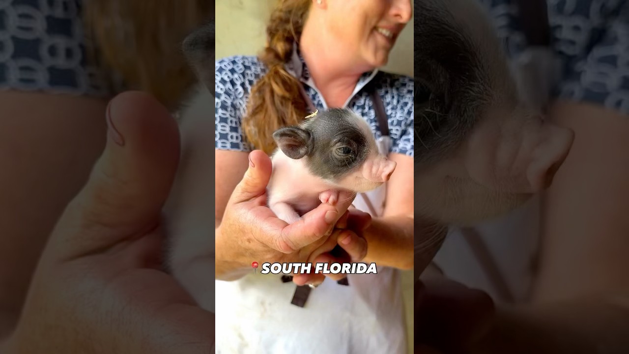 I Got To Milk A Cow In South Florida!