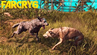 FAR CRY 6 - BOOM BOOM VS ALL ANIMALS FIGHTS!!! FAR CRY 6 - BOOM BOOM VS ALL ANIMALS FIGHTS!!!