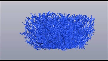 Electrical tree (bush-type) Serial Block-Face SEM 3-D model