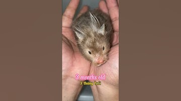 Quá trình phát triển của chuột hamster như thế nào ? Nhớ xem hết Video  #bettashop #traicabetta