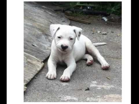 white staffordshire bull terrier for sale