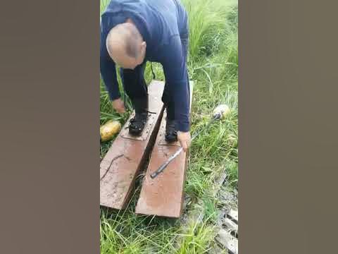 Болотоступы плавающие - YouTube