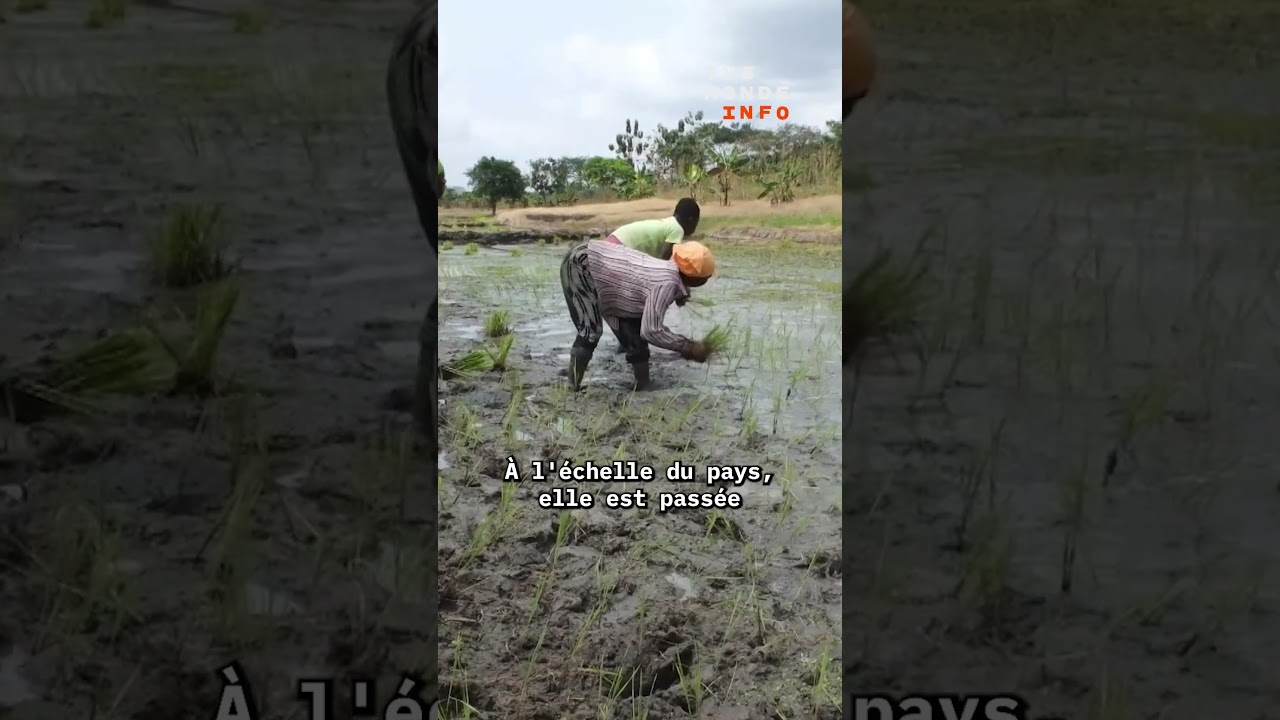 Côte d'Ivoire: la production locale de riz paddy explose mais la concurrence est rude