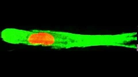 Cell Migration (Movie 1)