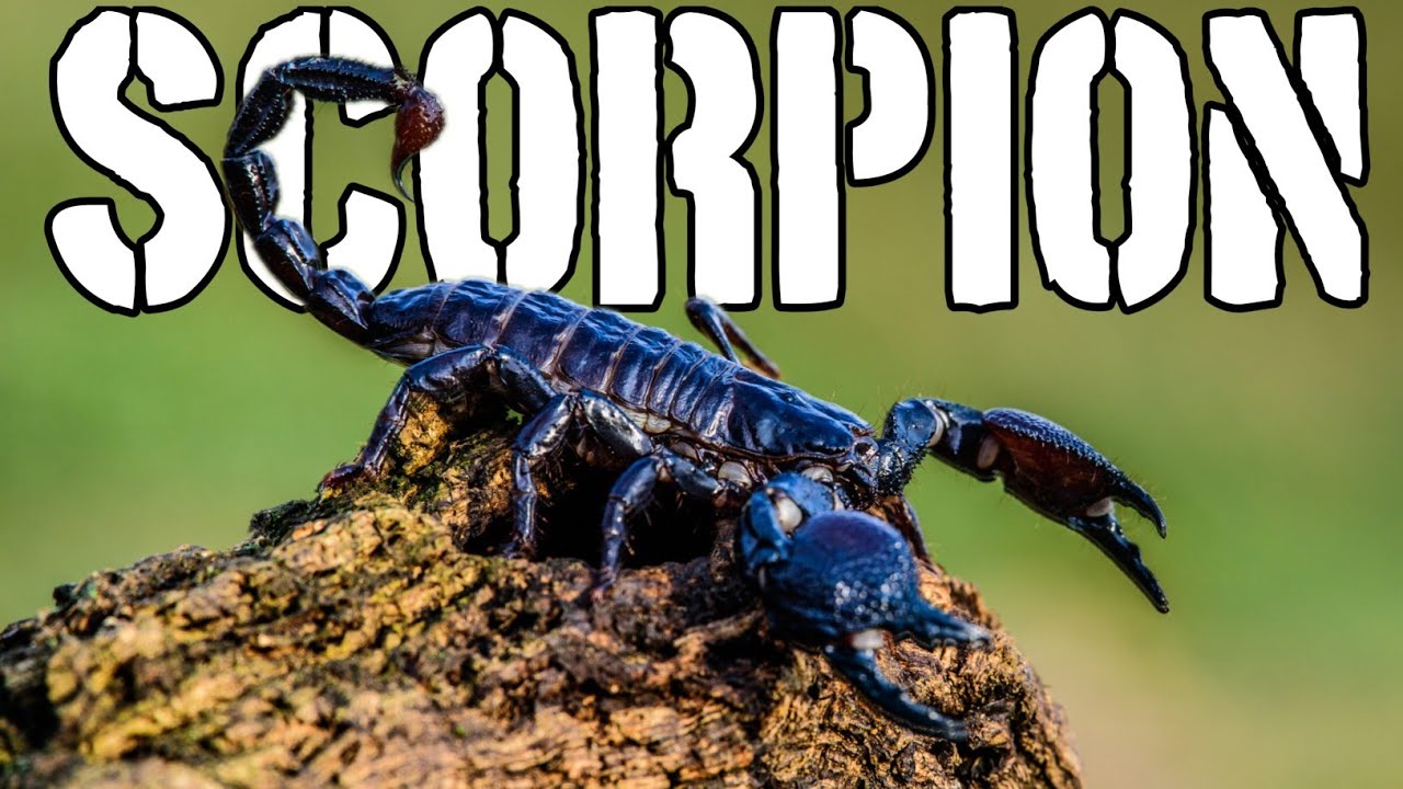 Scorpion Full Documentary | Deadliest Predator in the Desert | Amazing Scorpion Facts