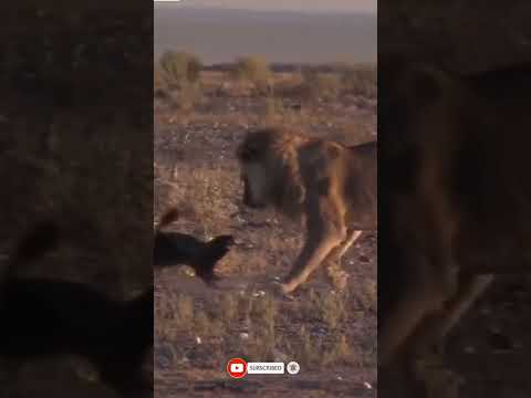 lion vs honey badger   lion #shorts#wildlife#animals#lions #wildanimals