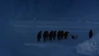 Какие звуки издают пингвины