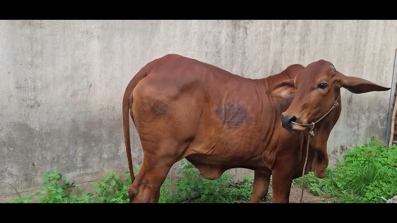 10/03/2026 mới về cặp cái tơ víp lh.0972976308 tự cường thái mỹ củ chi tphcm.