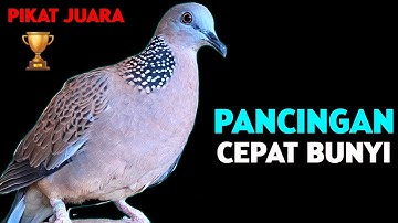 Suara Burung Tekukur Gacor Cocok Untuk Pancingan Agar Bunyi