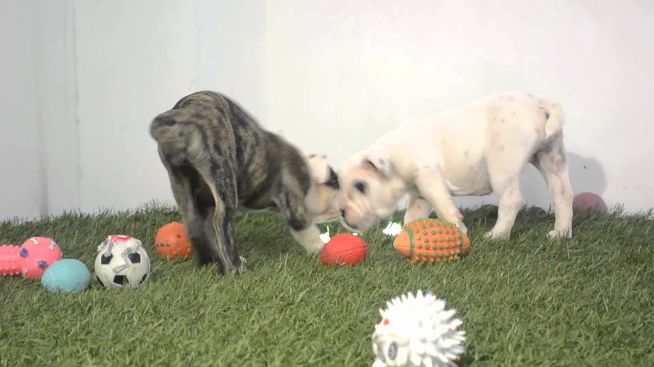 BULLCANES bulldog puppies for sale JLO--VANNY puppy paradise