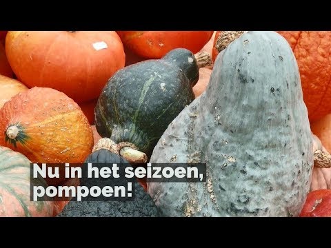 Pompoen recepten, bereiden en bewaren