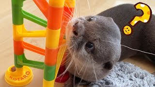 カワウソ コタロー　邪魔する→破壊する→学習する、知育玩具　Kotaro the Otter How to play Marble Run