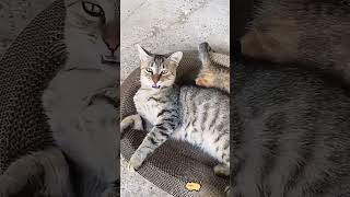 #91 Funny Cat videos#meowing#memes #cute
